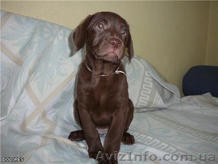 ЛАБРАДОР   ШОКОЛАДНОГО ОКРАСА - <ro>Изображение</ro><ru>Изображение</ru> #1, <ru>Объявление</ru> #5959