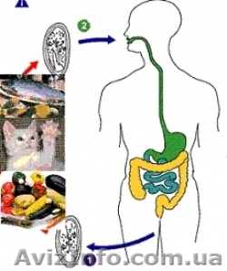 Очистка организма - <ro>Изображение</ro><ru>Изображение</ru> #1, <ru>Объявление</ru> #3822