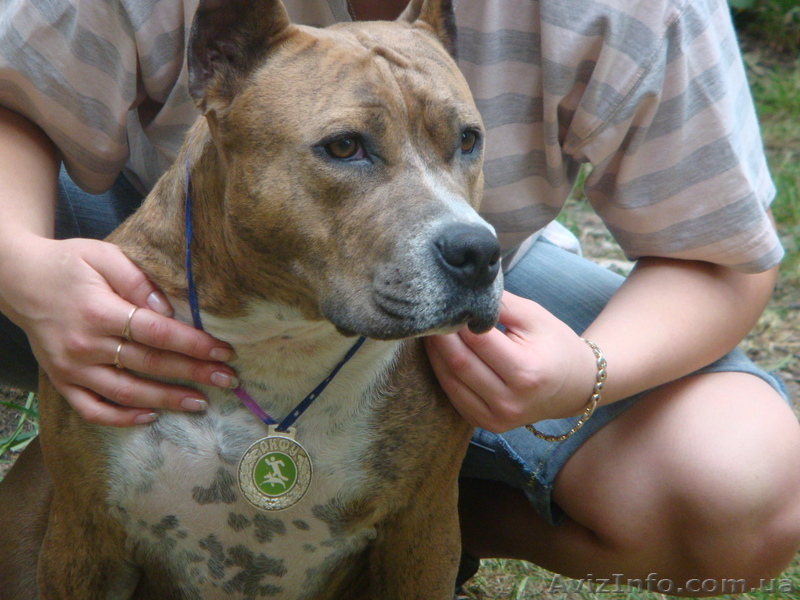 Щенки АМ стаф терьера - <ro>Изображение</ro><ru>Изображение</ru> #1, <ru>Объявление</ru> #4592