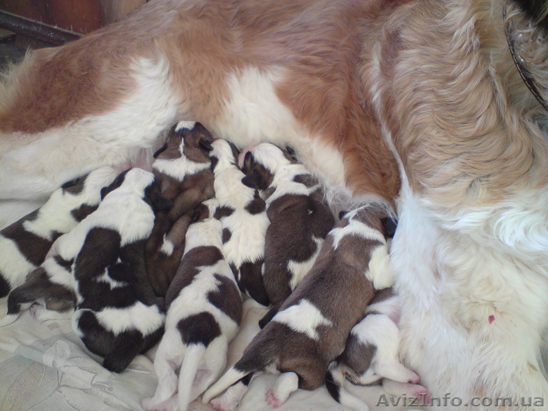 Щенки Московской сторожевой. - <ro>Изображение</ro><ru>Изображение</ru> #1, <ru>Объявление</ru> #4757