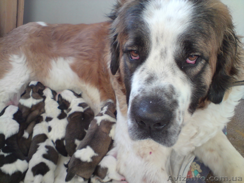 щенки московской сторожевой - <ro>Изображение</ro><ru>Изображение</ru> #1, <ru>Объявление</ru> #5224