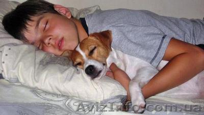 Питомник Спирит Дриим-БИГЛЬ и ДЖЕК РАССЕЛ-щенки - <ro>Изображение</ro><ru>Изображение</ru> #1, <ru>Объявление</ru> #4460