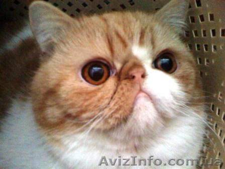 Вязка. Экзот ищет невесту - <ro>Изображение</ro><ru>Изображение</ru> #1, <ru>Объявление</ru> #6166