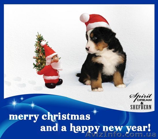 Бернский зенненхунд-лучшая порода Мира-щенки Киев - <ro>Изображение</ro><ru>Изображение</ru> #1, <ru>Объявление</ru> #4033