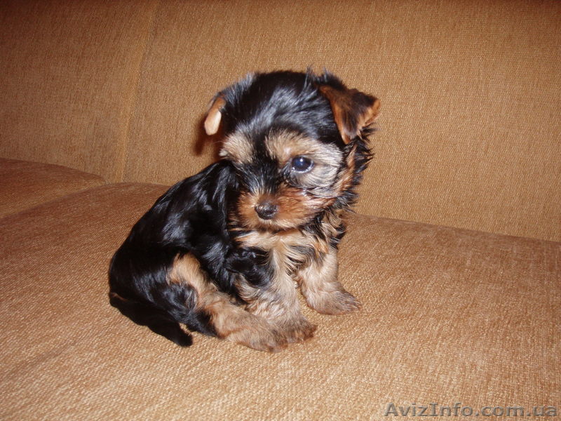 Йоркширские терьерчики кукольная мордочка - <ro>Изображение</ro><ru>Изображение</ru> #1, <ru>Объявление</ru> #4483