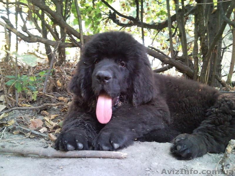 щенки ньюфаундленда - <ro>Изображение</ro><ru>Изображение</ru> #1, <ru>Объявление</ru> #5576