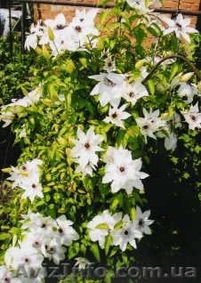 Клематис и клематисы, гортензия, самшит, туя, можевельник, ель, вейгела - <ro>Изображение</ro><ru>Изображение</ru> #1, <ru>Объявление</ru> #10019