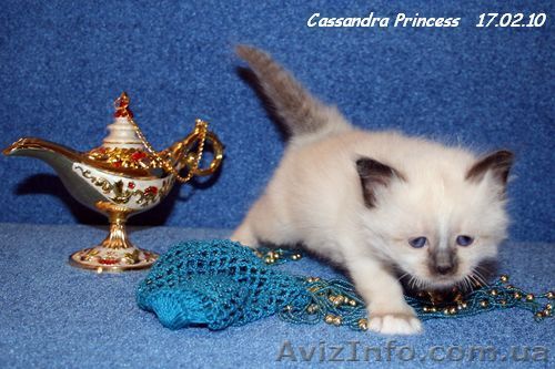 Бирманские котята - <ro>Изображение</ro><ru>Изображение</ru> #1, <ru>Объявление</ru> #9446