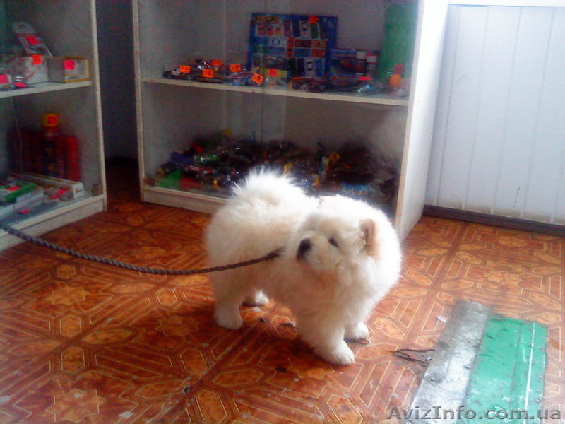 сука чау-чау 4 месяца - <ro>Изображение</ro><ru>Изображение</ru> #1, <ru>Объявление</ru> #7031