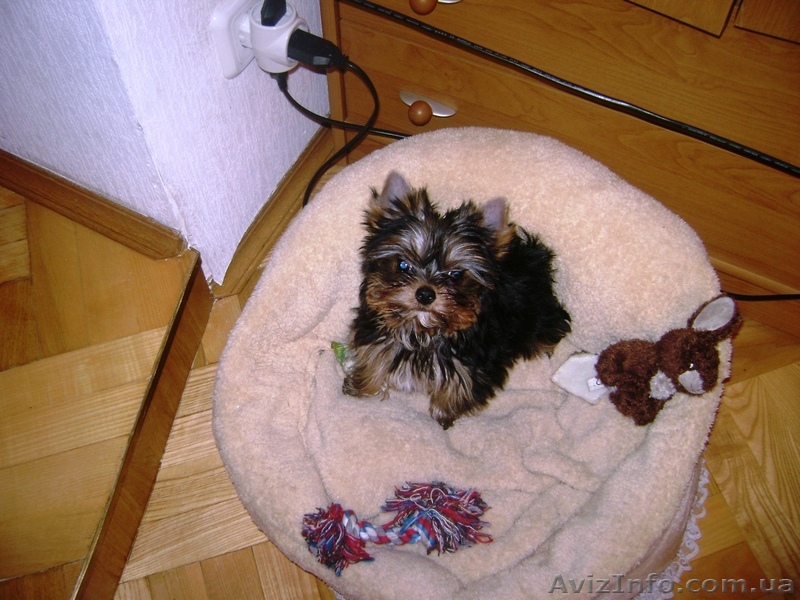 ПРОДАМ  ЙОРКШЫРСКИЙ ТЕРЬЕР - <ro>Изображение</ro><ru>Изображение</ru> #1, <ru>Объявление</ru> #8500