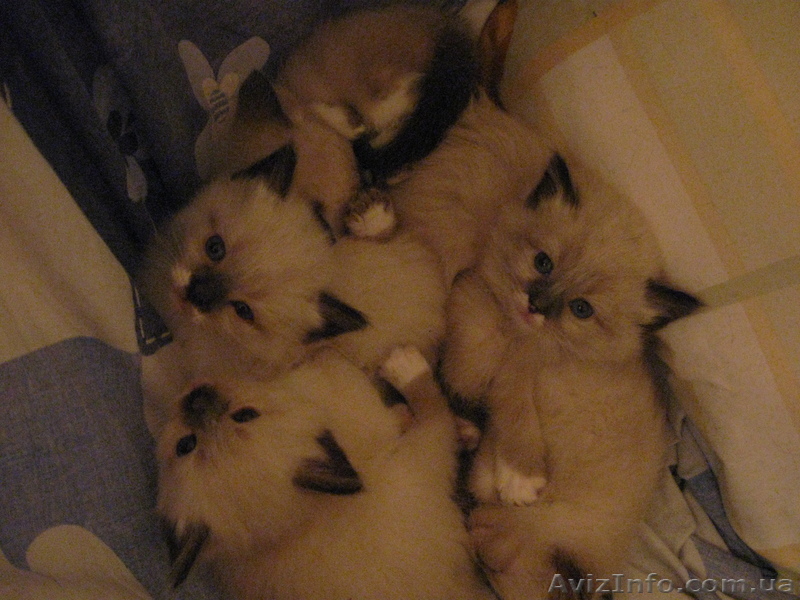 Продаж тайских котят - <ro>Изображение</ro><ru>Изображение</ru> #1, <ru>Объявление</ru> #10790