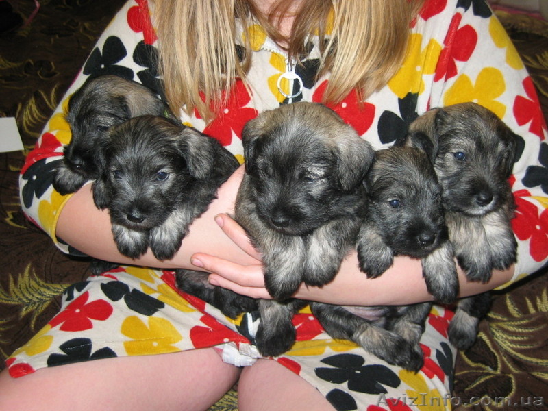 щенок цвергшнауцера девочка - <ro>Изображение</ro><ru>Изображение</ru> #1, <ru>Объявление</ru> #6812