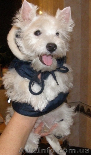 ЩЕНКИ  ВЕСТ ХАЙЛЕНД  УАЙТ  ТЕРЬЕР /West Highland White Terrier / вест/вести/вест - <ro>Изображение</ro><ru>Изображение</ru> #1, <ru>Объявление</ru> #6280