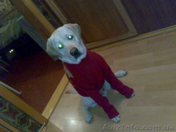 ОТДАМ СОБАКУ В ХОРОШИЕ РУКИ - <ro>Изображение</ro><ru>Изображение</ru> #1, <ru>Объявление</ru> #8962