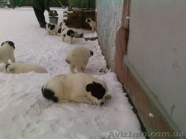 продам щенков породы Алабай - <ro>Изображение</ro><ru>Изображение</ru> #1, <ru>Объявление</ru> #17144