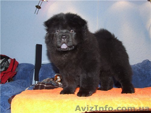 Продам щенка Чау-Чау - <ro>Изображение</ro><ru>Изображение</ru> #1, <ru>Объявление</ru> #11919