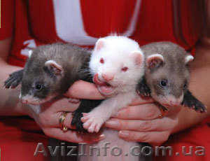 Хорек – декоративный ласковый зверек - <ro>Изображение</ro><ru>Изображение</ru> #1, <ru>Объявление</ru> #11488