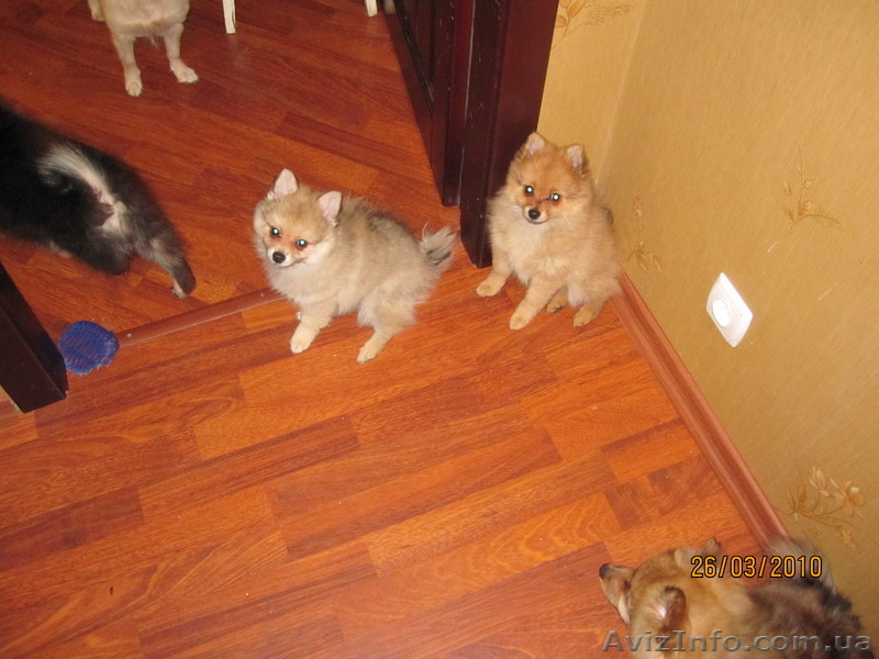 Шпиц продаются 4 щенка шпица, все разного цвета - <ro>Изображение</ro><ru>Изображение</ru> #1, <ru>Объявление</ru> #11073