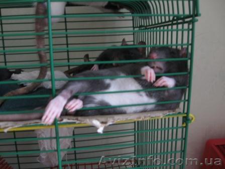 Продам (отдам) крысеныша серенького - <ro>Изображение</ro><ru>Изображение</ru> #1, <ru>Объявление</ru> #16298