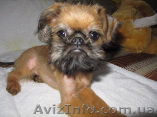 продам щенка гриффона - <ro>Изображение</ro><ru>Изображение</ru> #1, <ru>Объявление</ru> #12460