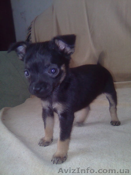 русский той терьер элитные щенки - <ro>Изображение</ro><ru>Изображение</ru> #1, <ru>Объявление</ru> #11862