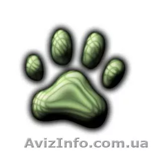 Ветеринарная помощь дома. Кастрация, стерилизация, лечение мелких животных. - <ro>Изображение</ro><ru>Изображение</ru> #1, <ru>Объявление</ru> #17426