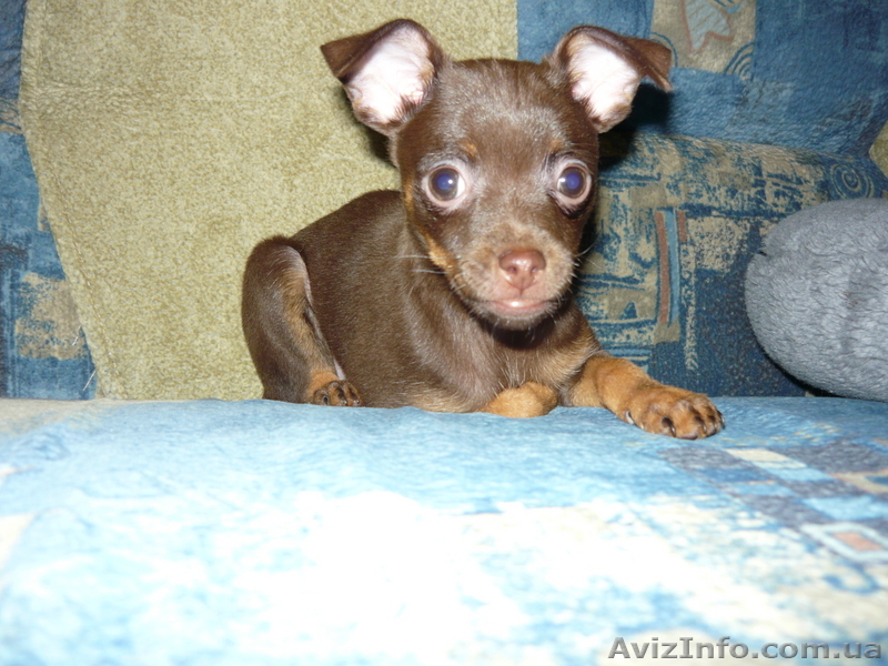 Той-терьер щенки продам - <ro>Изображение</ro><ru>Изображение</ru> #1, <ru>Объявление</ru> #13464
