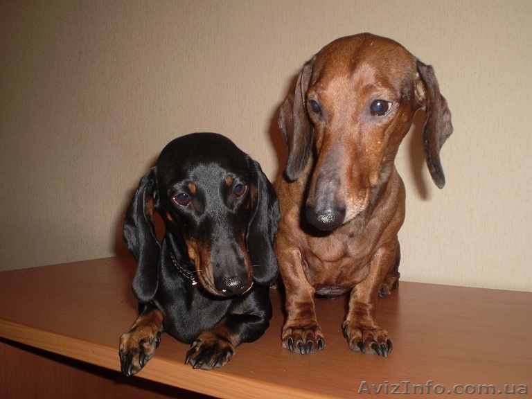 Щенки гладкошерстной таксы - <ro>Изображение</ro><ru>Изображение</ru> #1, <ru>Объявление</ru> #11876