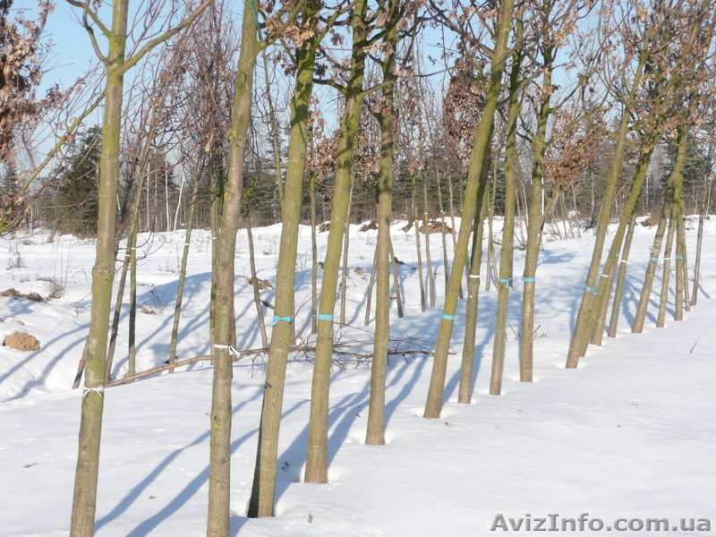 Растения. Дереья. Питомник. - <ro>Изображение</ro><ru>Изображение</ru> #1, <ru>Объявление</ru> #13307