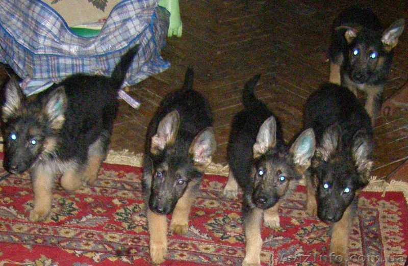 Щенки немецкой овчарки г. Киев - <ro>Изображение</ro><ru>Изображение</ru> #1, <ru>Объявление</ru> #12383
