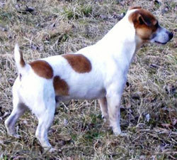 Щенки очаровашки БИГЛЬ  и ДЖЕК РАССЕЛ -любимцы семьи - <ro>Изображение</ro><ru>Изображение</ru> #1, <ru>Объявление</ru> #20728