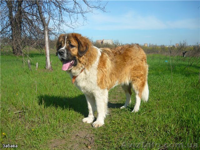 Отдам молодого мальчика московской сторожевой - <ro>Изображение</ro><ru>Изображение</ru> #1, <ru>Объявление</ru> #24797