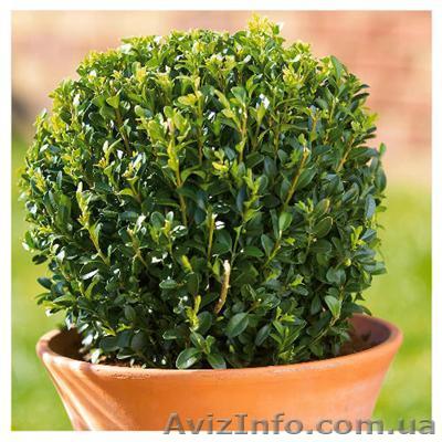 Вечнозеленый самшит - <ro>Изображение</ro><ru>Изображение</ru> #1, <ru>Объявление</ru> #20542