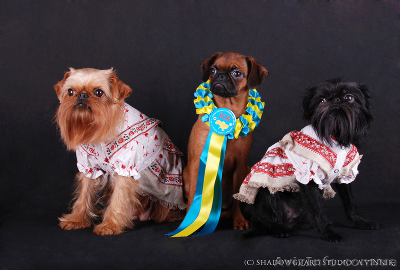 Щенки гриффона и пти брабансона - <ro>Изображение</ro><ru>Изображение</ru> #1, <ru>Объявление</ru> #23057