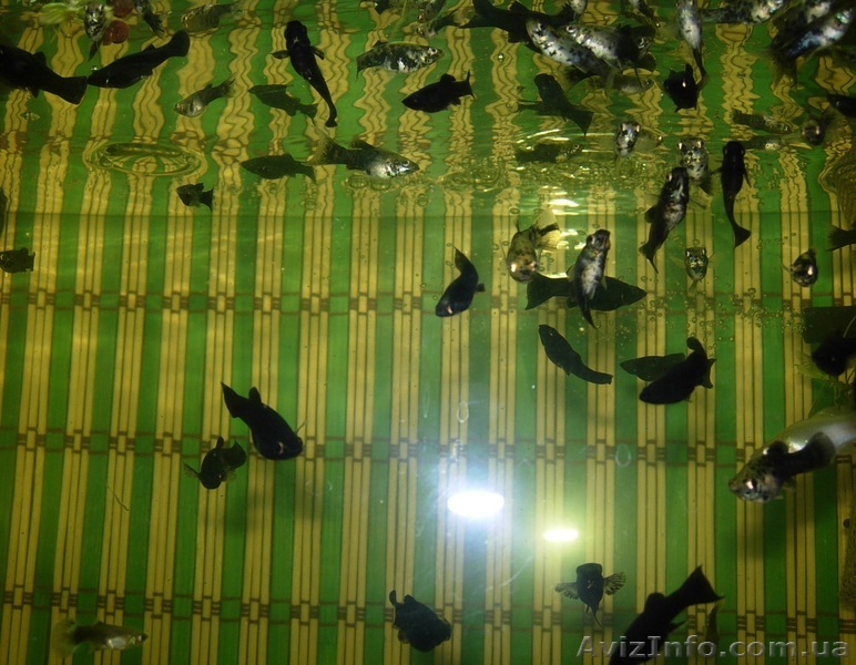 Мальки моллинезии - <ro>Изображение</ro><ru>Изображение</ru> #1, <ru>Объявление</ru> #20480