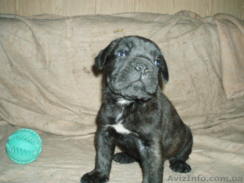 кане-корсо итальяно - <ro>Изображение</ro><ru>Изображение</ru> #1, <ru>Объявление</ru> #23498