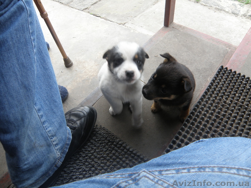 ОТДАМ В ХОРОШИЕ РУКИ ЩЕНКОВ (ДВОРНЯГИ) МАЛЕНЬКОЙ ПОРОДЫ. - <ro>Изображение</ro><ru>Изображение</ru> #1, <ru>Объявление</ru> #25700