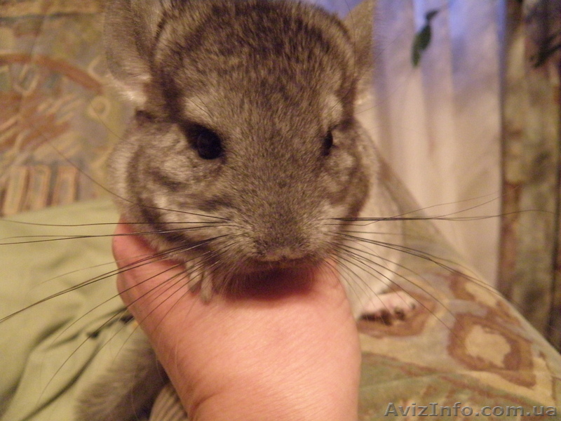 ПРОДАМ ШИНШИЛЛ род.19.03.10 - <ro>Изображение</ro><ru>Изображение</ru> #1, <ru>Объявление</ru> #26505