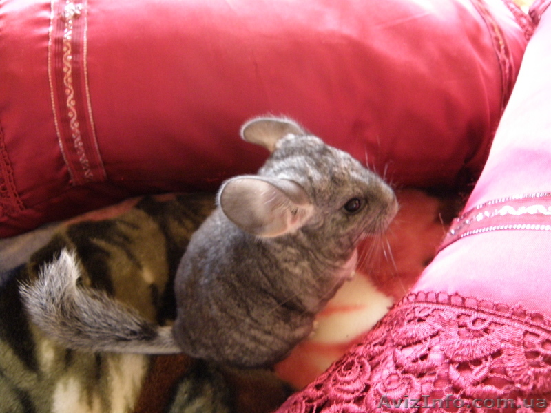Продам шиншилл домашнего разведения - <ro>Изображение</ro><ru>Изображение</ru> #1, <ru>Объявление</ru> #25439