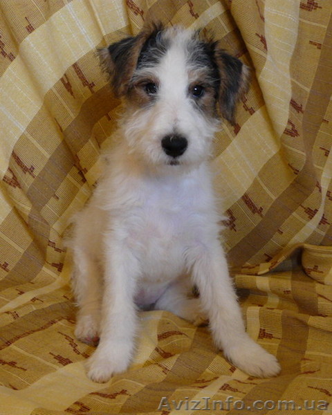 Щенки жесткошерстного фокстерьера - <ro>Изображение</ro><ru>Изображение</ru> #1, <ru>Объявление</ru> #20866