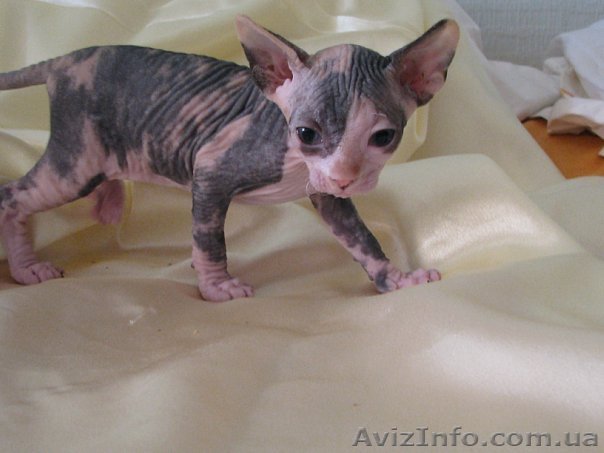 Чудесные котята-сфинксята - <ro>Изображение</ro><ru>Изображение</ru> #1, <ru>Объявление</ru> #24122