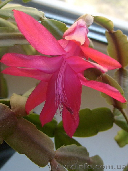 комнатные растения недорого - <ro>Изображение</ro><ru>Изображение</ru> #1, <ru>Объявление</ru> #29150