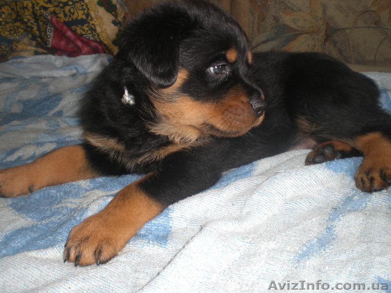 Щенки ротвейлера от прекрасных производителей с устойчивой психикой и крупным ко - <ro>Изображение</ro><ru>Изображение</ru> #1, <ru>Объявление</ru> #34896