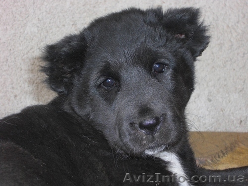 Продаются щенки породы алабай - <ro>Изображение</ro><ru>Изображение</ru> #1, <ru>Объявление</ru> #31365