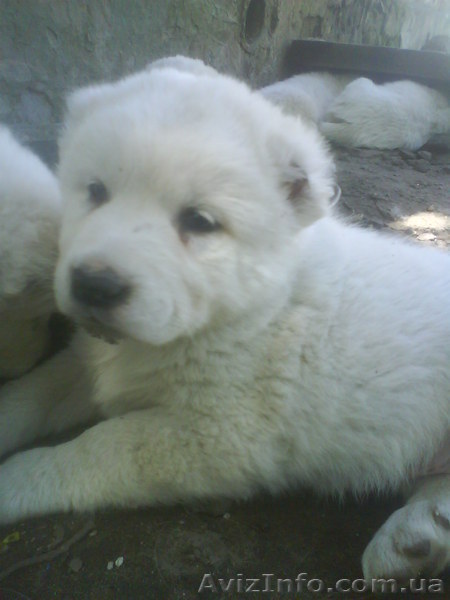 Щенки среднеазиатской овчарки(Алабай) - <ro>Изображение</ro><ru>Изображение</ru> #1, <ru>Объявление</ru> #34059