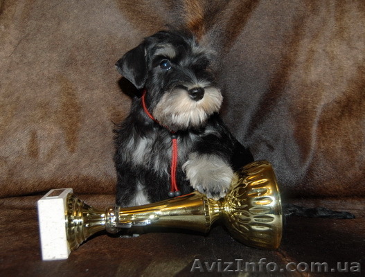 ЦВЕРГШНАУЦЕРЫ ИЗ ПИТОМНИКА "СЮРПРИЗ ОТ ВОДОЛЕЯ" - <ro>Изображение</ro><ru>Изображение</ru> #1, <ru>Объявление</ru> #29875