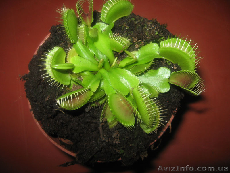 Растение хищник венерина мухоловка - <ro>Изображение</ro><ru>Изображение</ru> #1, <ru>Объявление</ru> #28138