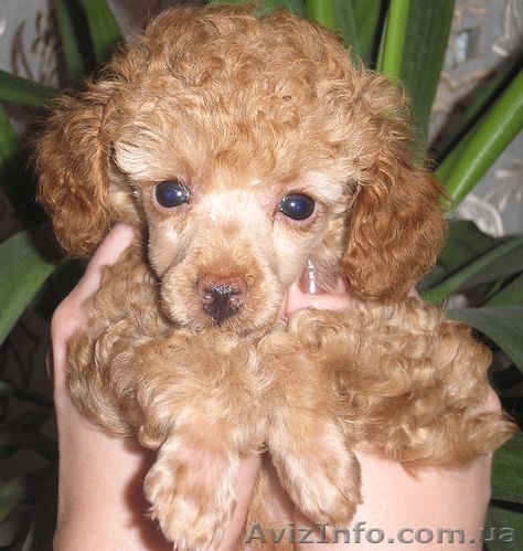 Продаютя щенки той-пуделя - <ro>Изображение</ro><ru>Изображение</ru> #1, <ru>Объявление</ru> #30564