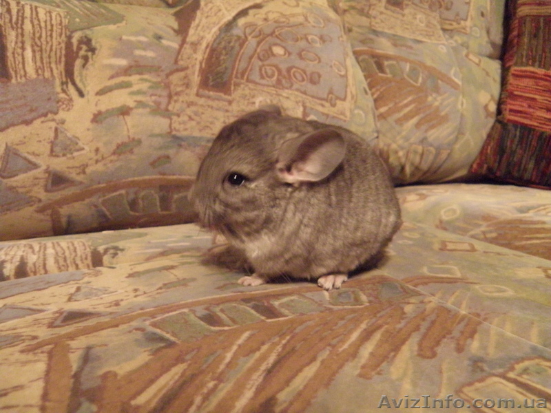 Шиншиллы продам - <ro>Изображение</ro><ru>Изображение</ru> #1, <ru>Объявление</ru> #28166