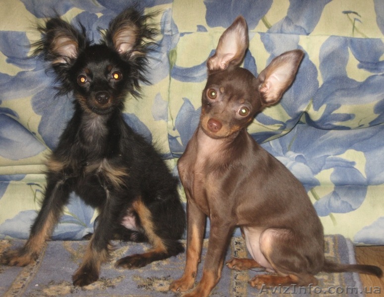 Русский той гладкошерстный и длинношерстный - <ro>Изображение</ro><ru>Изображение</ru> #1, <ru>Объявление</ru> #29729